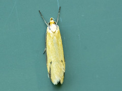 Philobota protecta
