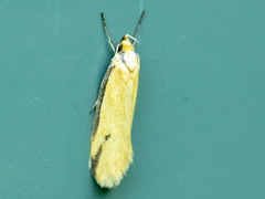 Philobota protecta