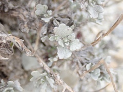 Artemisia nuttallii