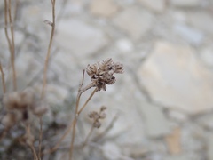 Artemisia nuttallii