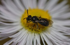 Hemihalictus