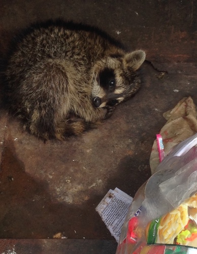 Common Raccoon photographed in West Virginia