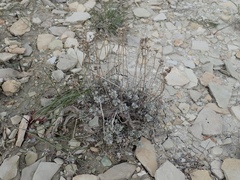Artemisia nuttallii