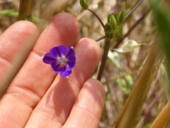 Brodiaea filifolia