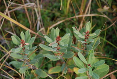 Myrica gale tomentosa