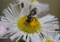 Hemihalictus