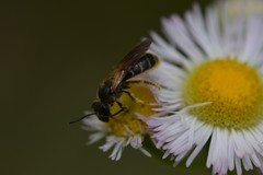 Hemihalictus