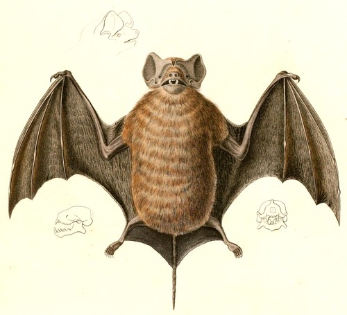 Velvety Free-tailed Bat