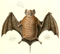 Pallas's Mastiff Bat photo 3
