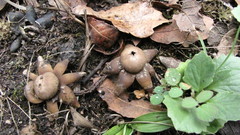 Astraeaceae