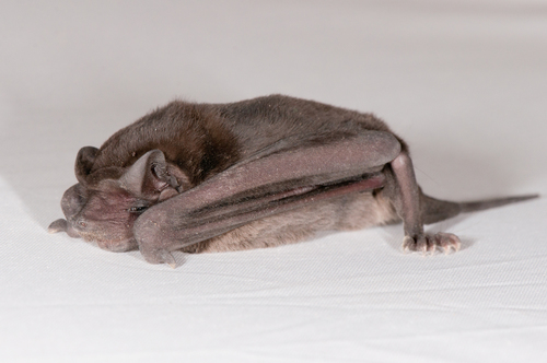 Velvety Free-tailed Bat