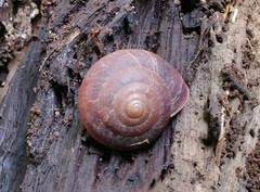 Quantula striata