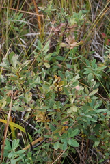 Myrica gale tomentosa