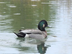 Anas platyrhynchos × Mareca americana