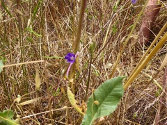 Brodiaea filifolia