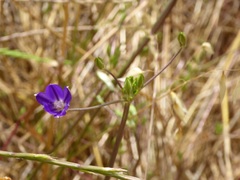 Brodiaea filifolia