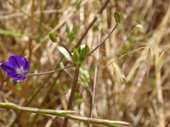 Brodiaea filifolia