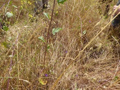 Brodiaea filifolia