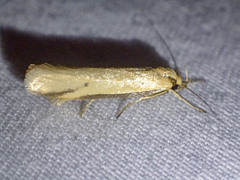 Philobota protecta
