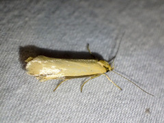 Philobota protecta