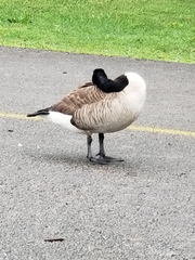 Branta canadensis