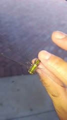 Erythemis simplicicollis
