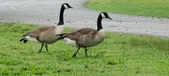 Branta canadensis