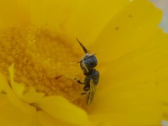 Perdita callicerata