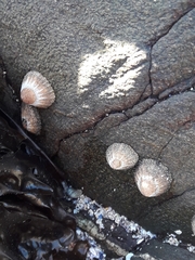 Scutellastra granularis