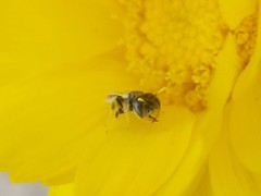 Perdita callicerata