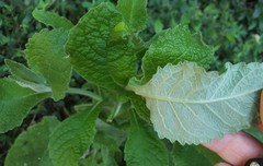 Buddleja stachyoides