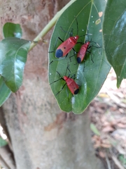 Dindymus sanguineus