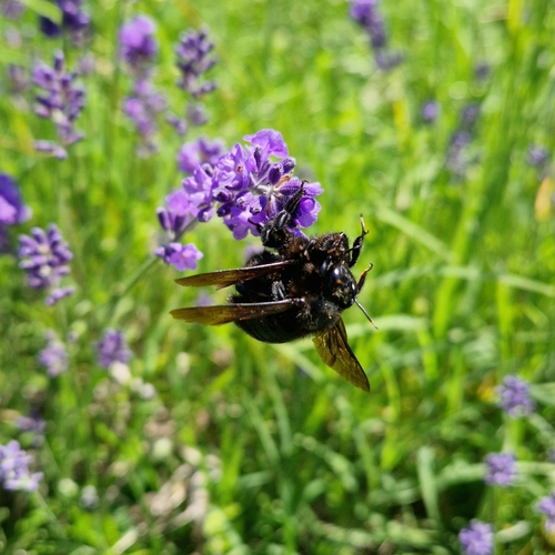 Violet carpenter bee