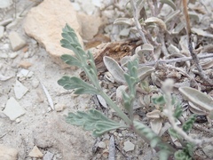 Vesper bulbosus