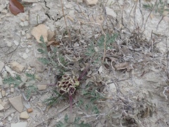 Vesper bulbosus