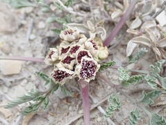 Vesper bulbosus