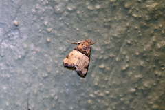 Cobubatha dividua
