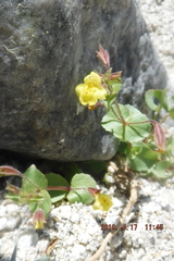 Erythranthe lagunensis