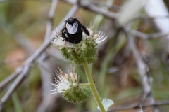 Xylocopa tabaniformis androleuca