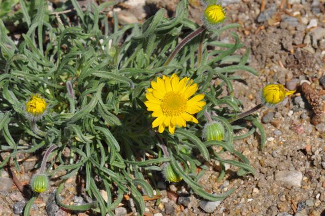 Erigeron chrysopsidis