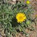 Dwarf Yellow Fleabane - Photo (c) anonymous, some rights reserved (CC BY-NC)