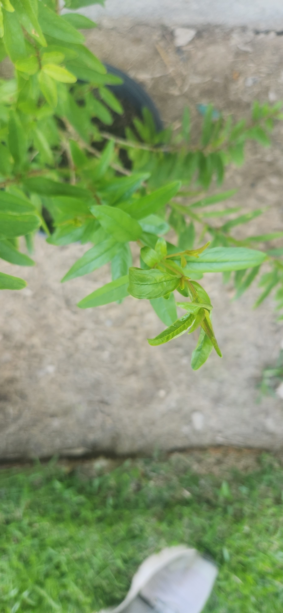 Punica granatum