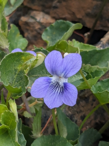 Viola sieheana, photograph 6