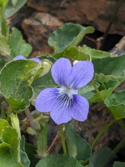 Viola sieheana, photograph (c) Marios Thoma, some rights reserved (CC BY)
