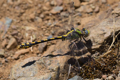 Ophiogomphus occidentis