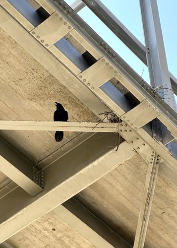 Common Raven photographed in Texas