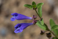 Scutellaria antirrhinoides