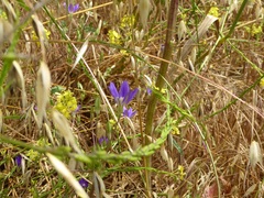 Brodiaea filifolia