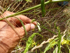 Brodiaea filifolia