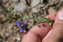 Scutellaria antirrhinoides